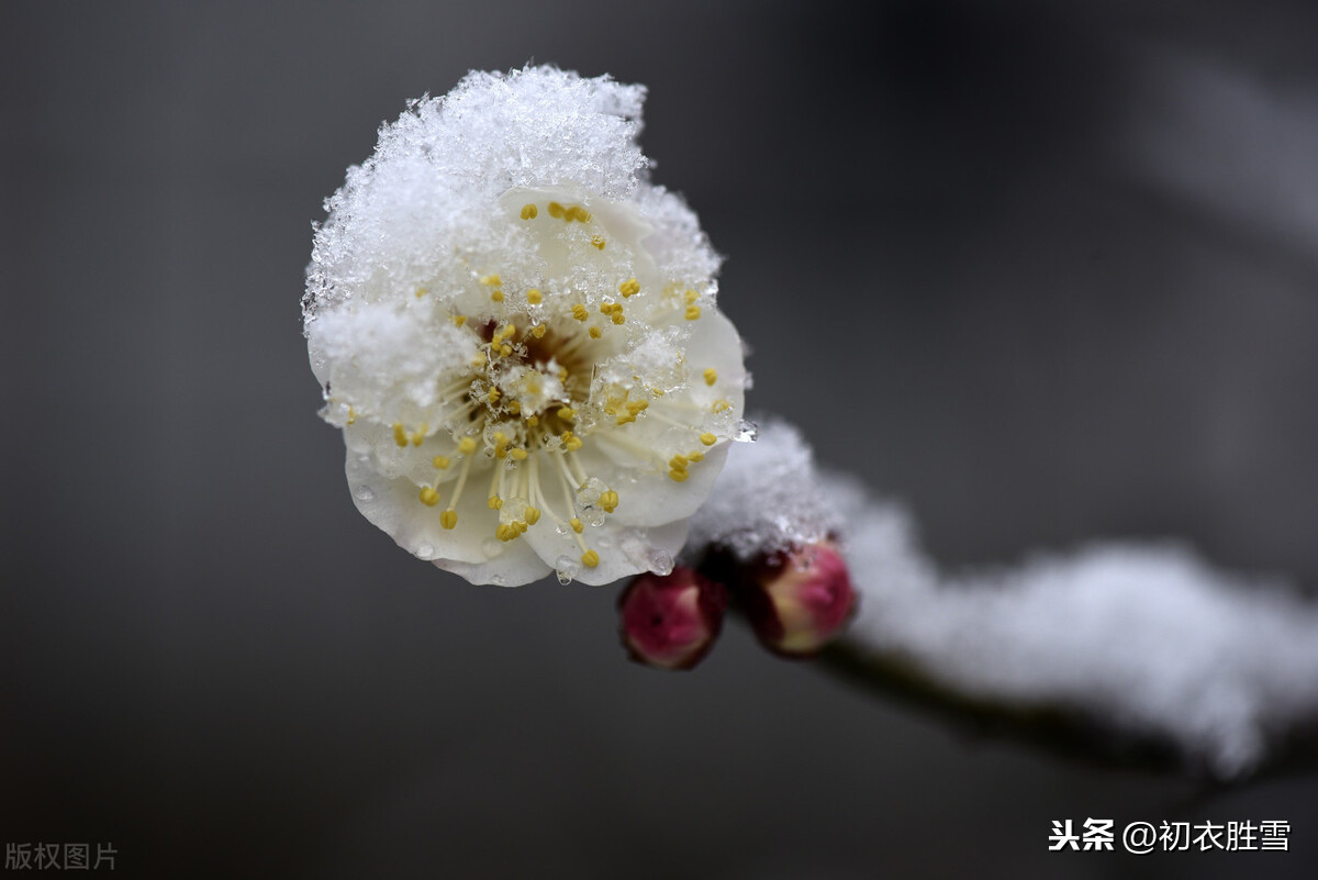 风雪梅花五首：繁花满树梅欲放，冲寒不畏朔风吹