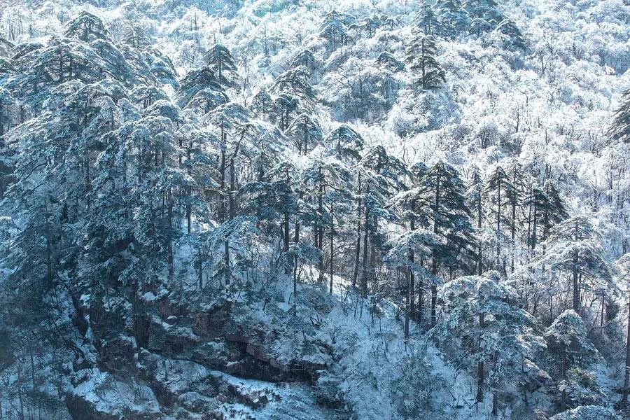 冬日第一场雾凇已到，完美冬天的打开方式，真正的冰雪王国