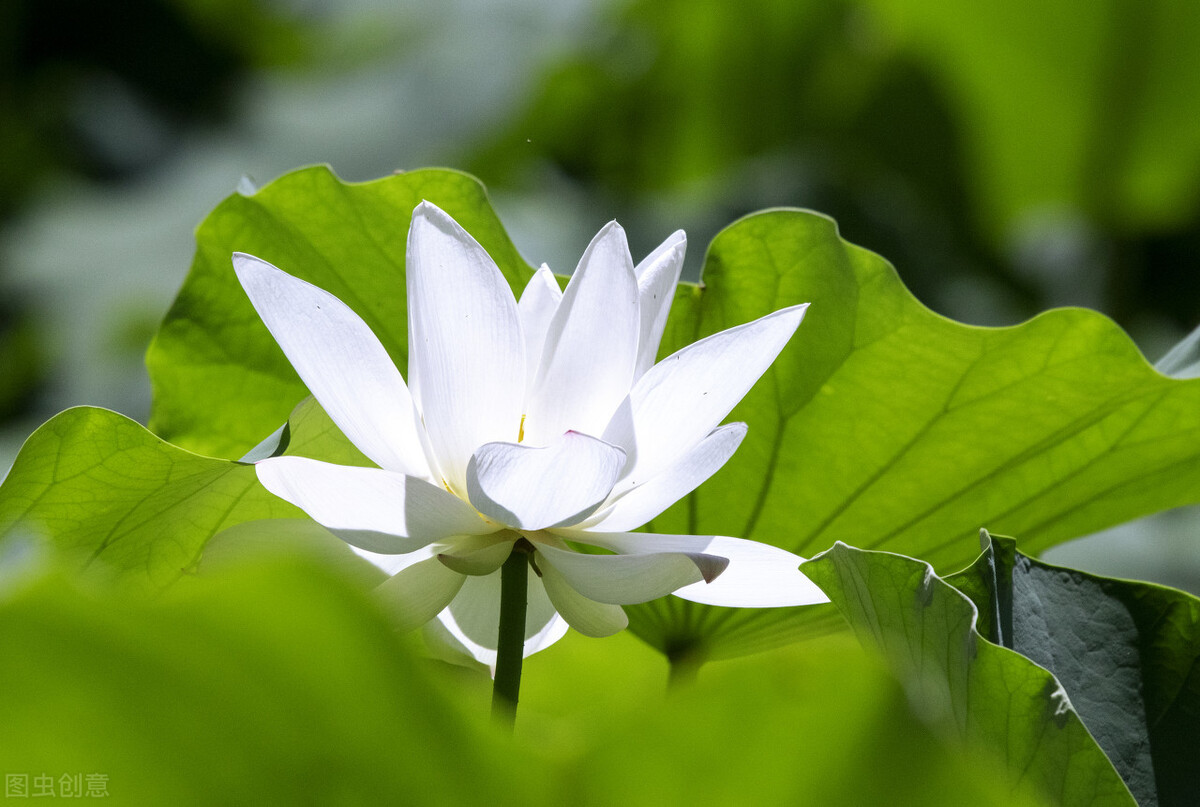 时光静好，岁月安然，愿一生一世一双人，半梦半醒半浮生