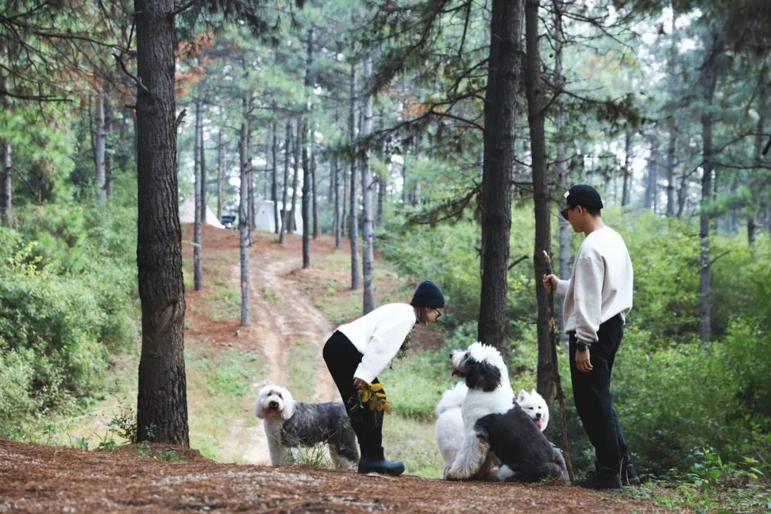 杭州夫妻财务自由后，在野地搭帐篷生活，看到最美的清晨