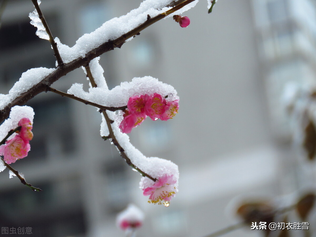 赏读韦庄六十岁《旧居》梅花，不知何处笛，一夜叫梅花