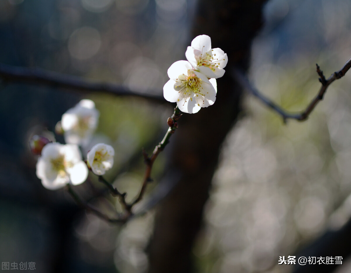 王国维感人的梅花情词，郎似梅花侬似叶，不说花落早，只说叶生迟