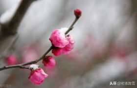 小寒节气美词：天寒二九时，可有梅花寄一枝？