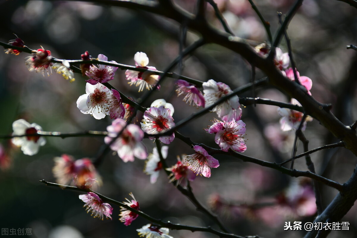 苏曼殊梅花诗四首，淡写梅花深着意，胭脂和泪落纷纷