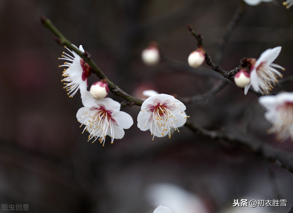 晏几道蕴藉温柔的梅花情词：江南未雪梅花白，淡烟微月中