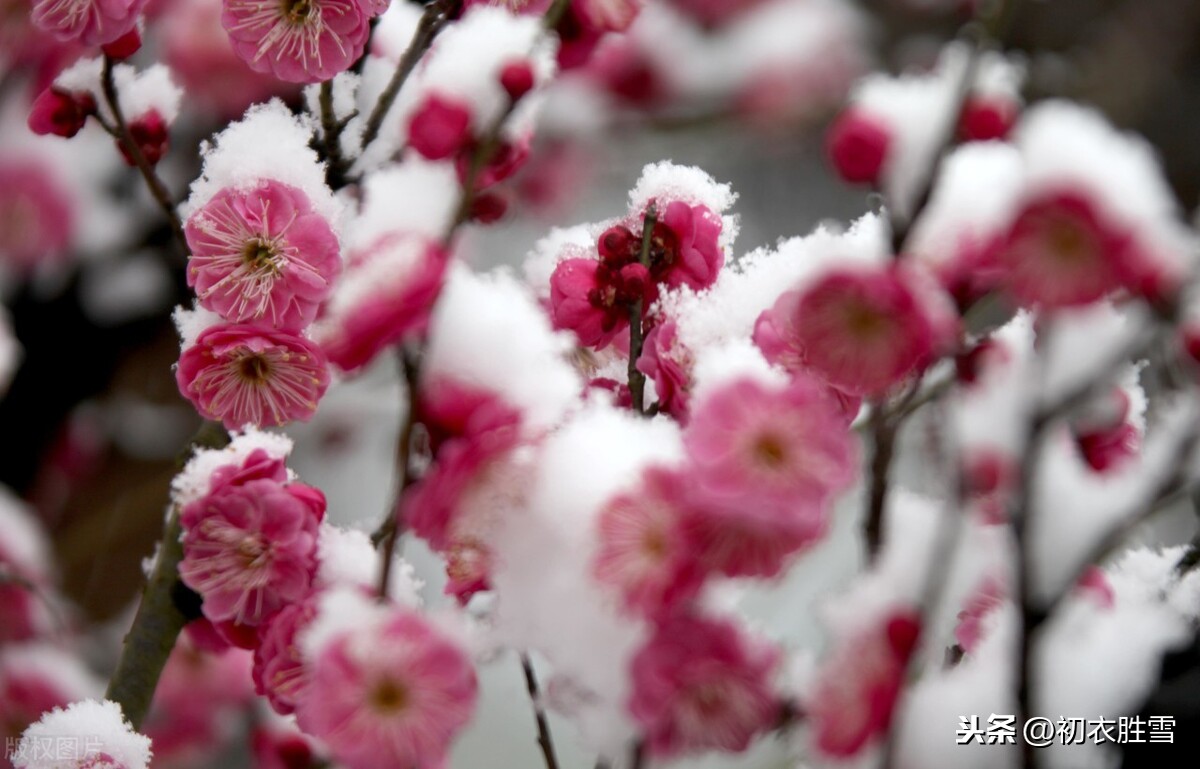 山人舒岳祥梅花诗，春来往，月死生，梅花风雪一诗成