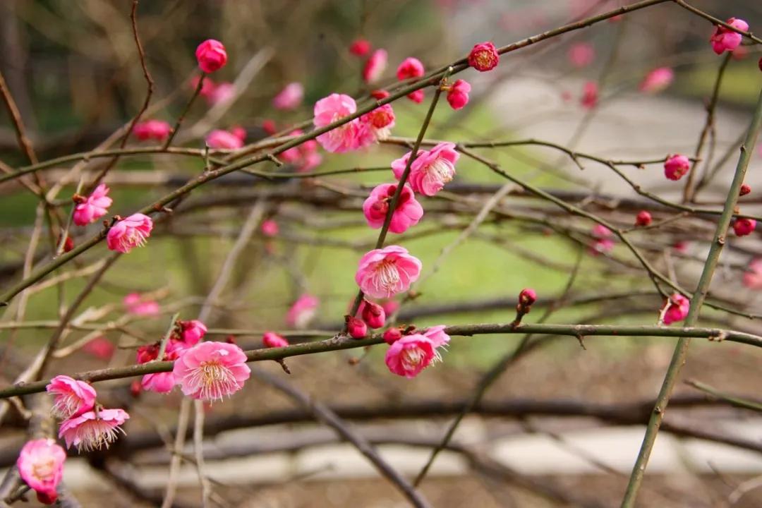 岁月清寒，素心向暖，山河无恙，人间皆安