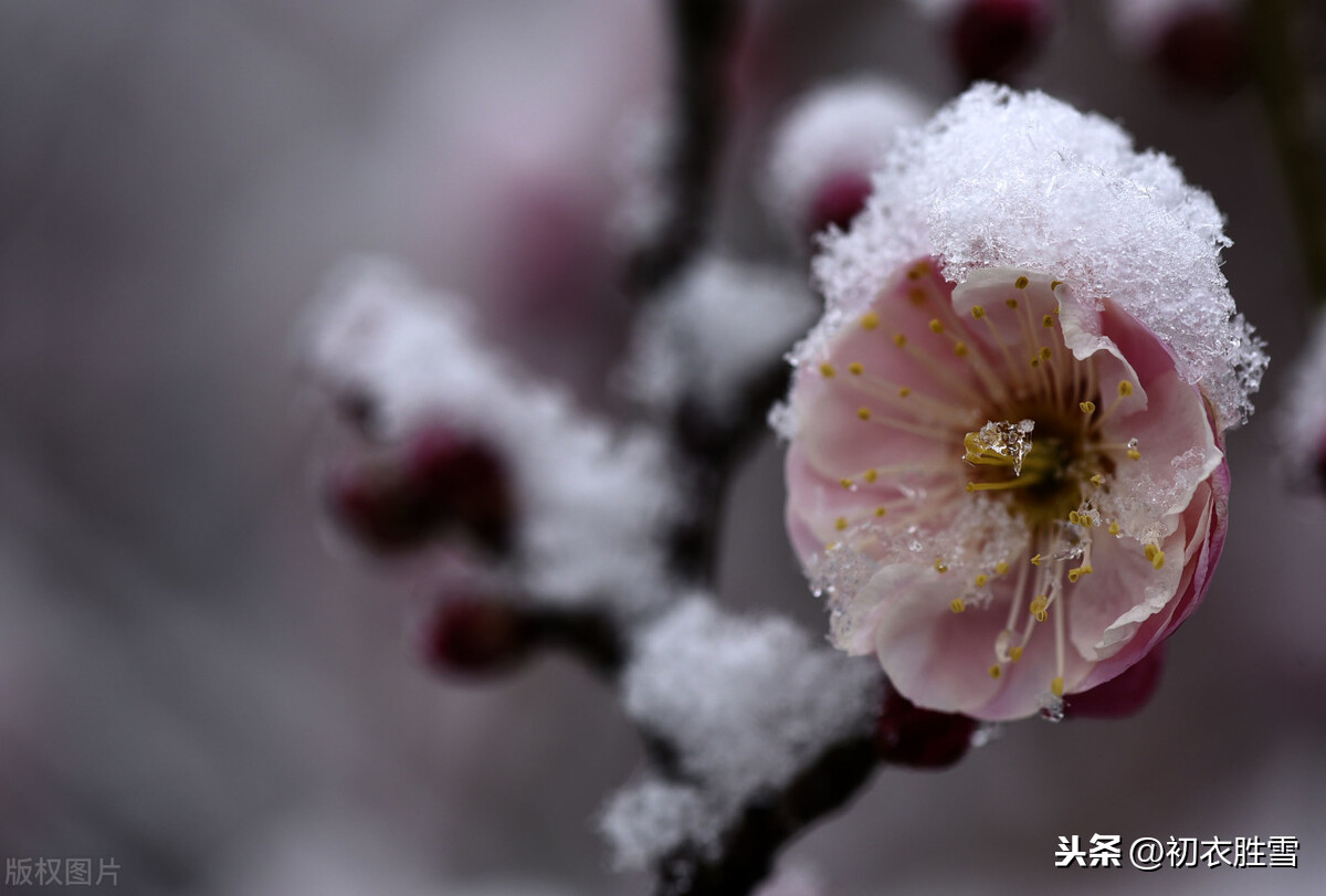 腊前梅雪古诗6首：腊前三白兆丰年，宠光并与梅花新