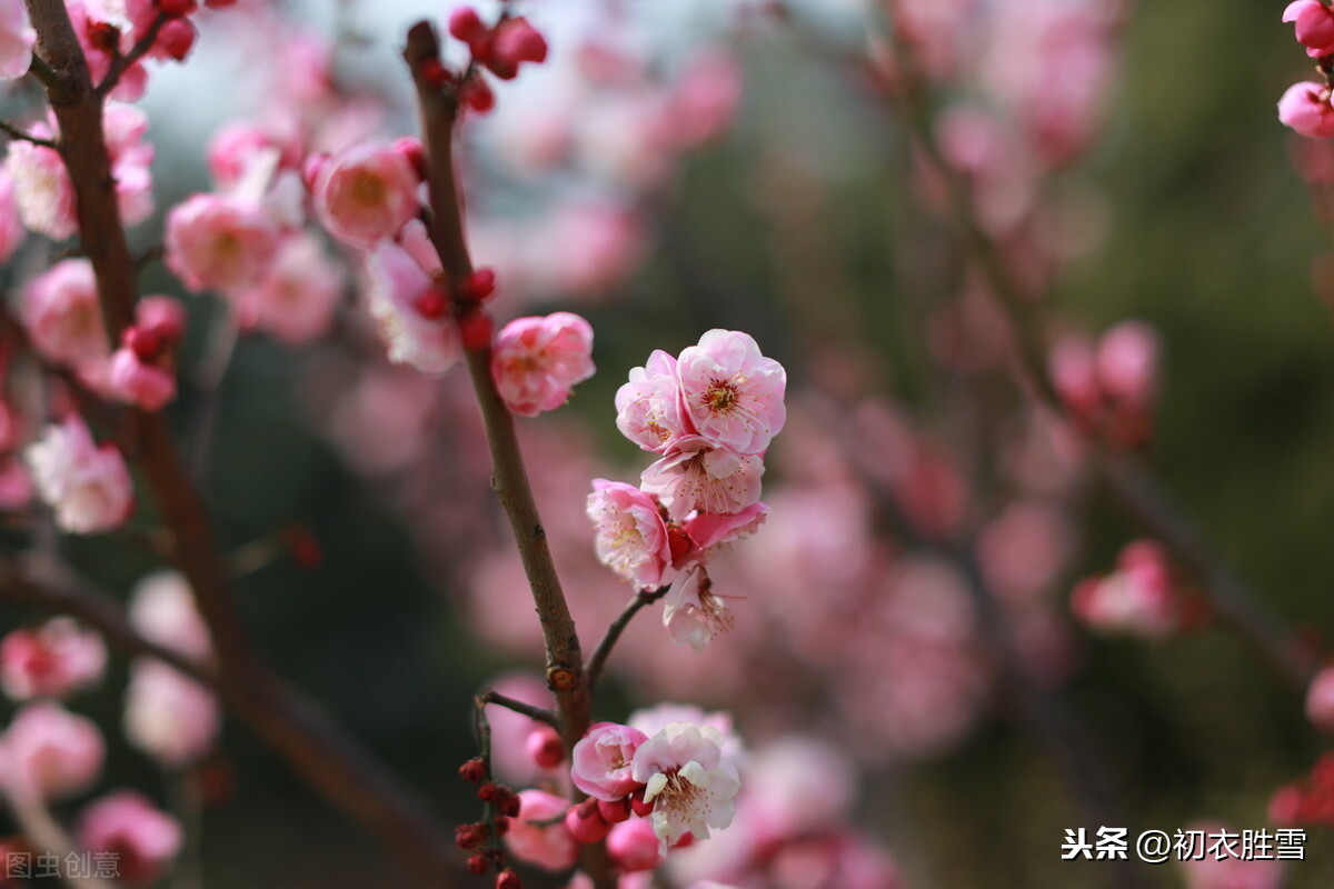 苏曼殊梅花诗四首，淡写梅花深着意，胭脂和泪落纷纷