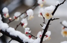 晚冬：一半清婉，一半思念