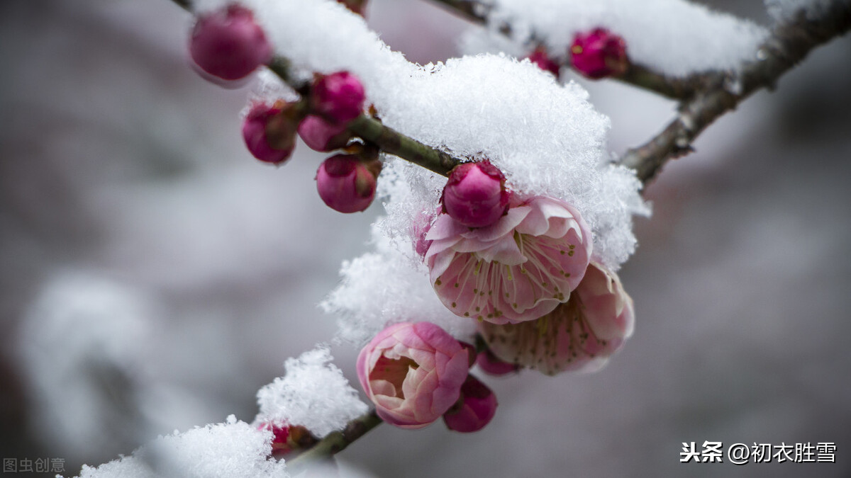 山人舒岳祥梅花诗，春来往，月死生，梅花风雪一诗成