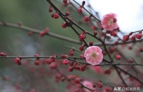 王国维梅花之美，寂寥大气，清远典雅，唤起春回