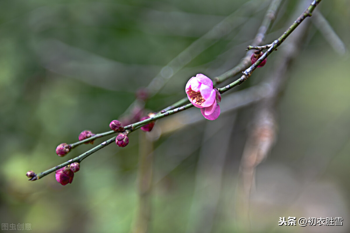 二十四番花信风之小寒梅花，花信风从何处来，水边探得一枝开