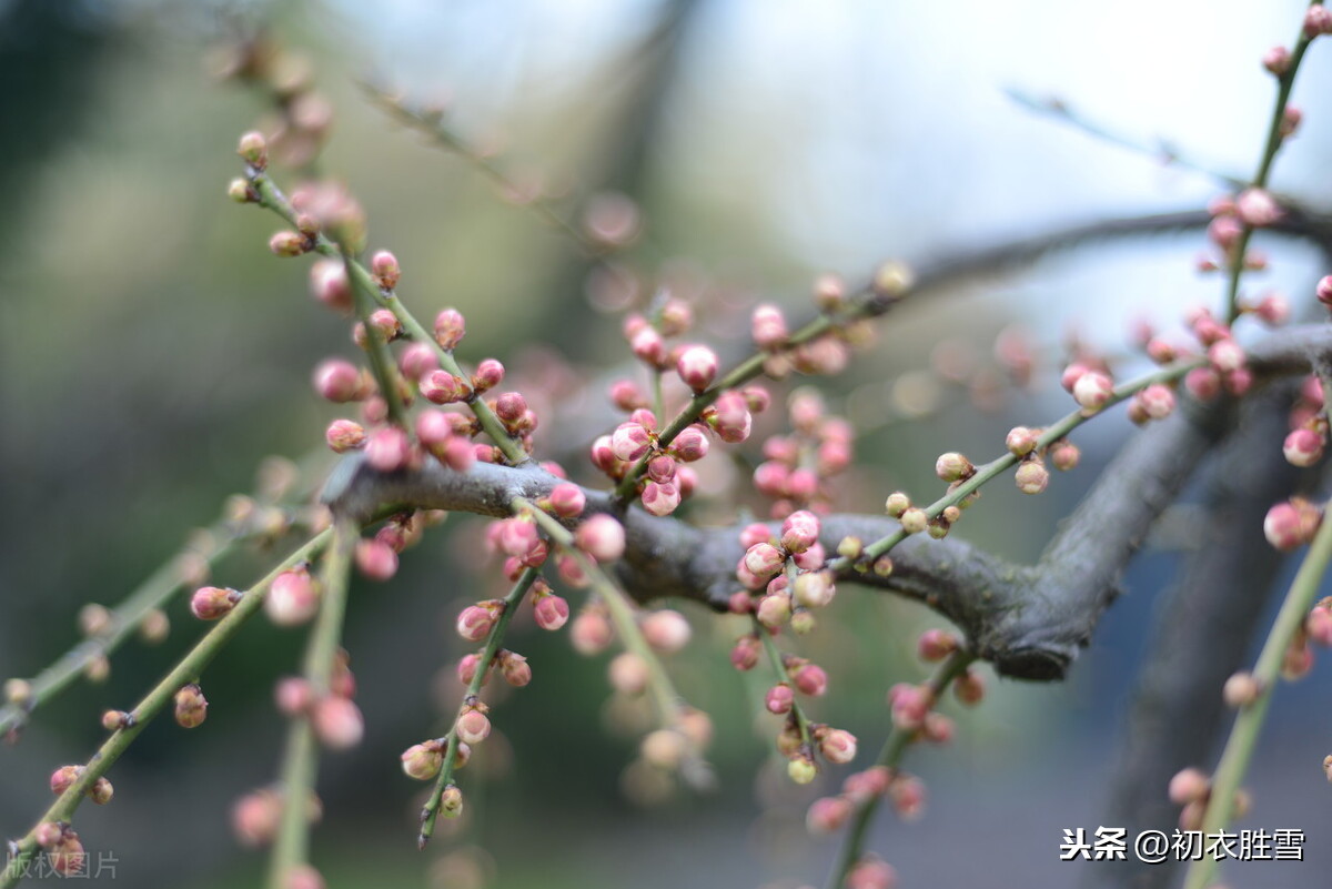 小寒节气晏殊词：急景流年都一瞬，寒梅已作东风信