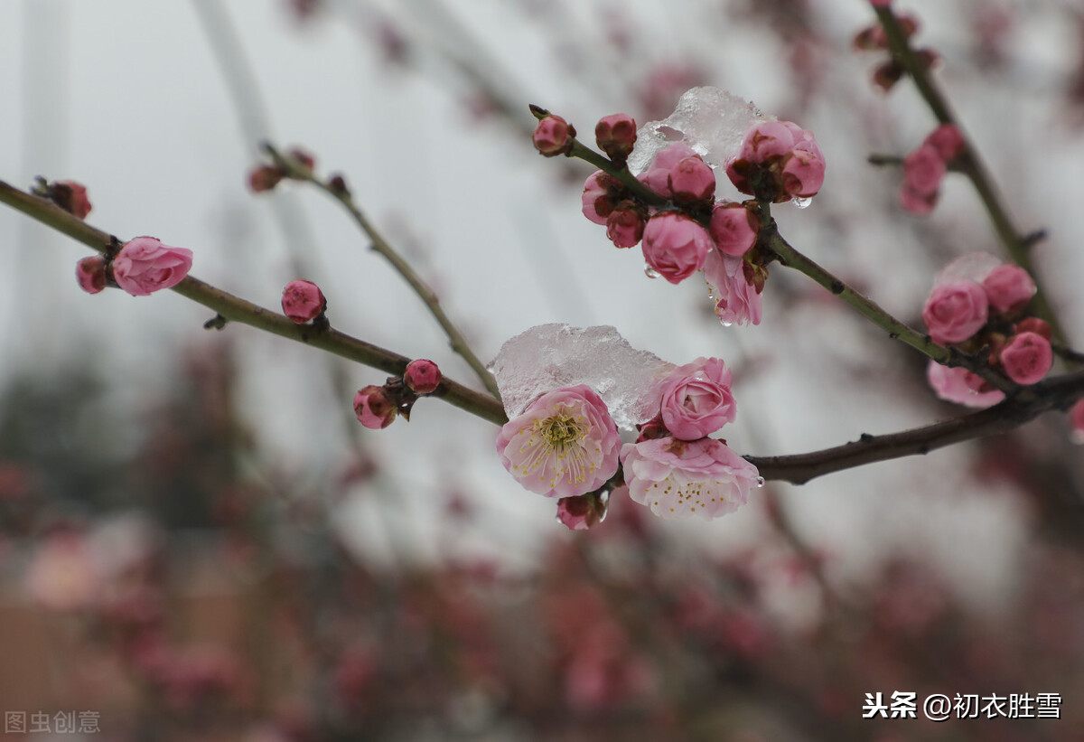 苏曼殊梅花诗四首，淡写梅花深着意，胭脂和泪落纷纷