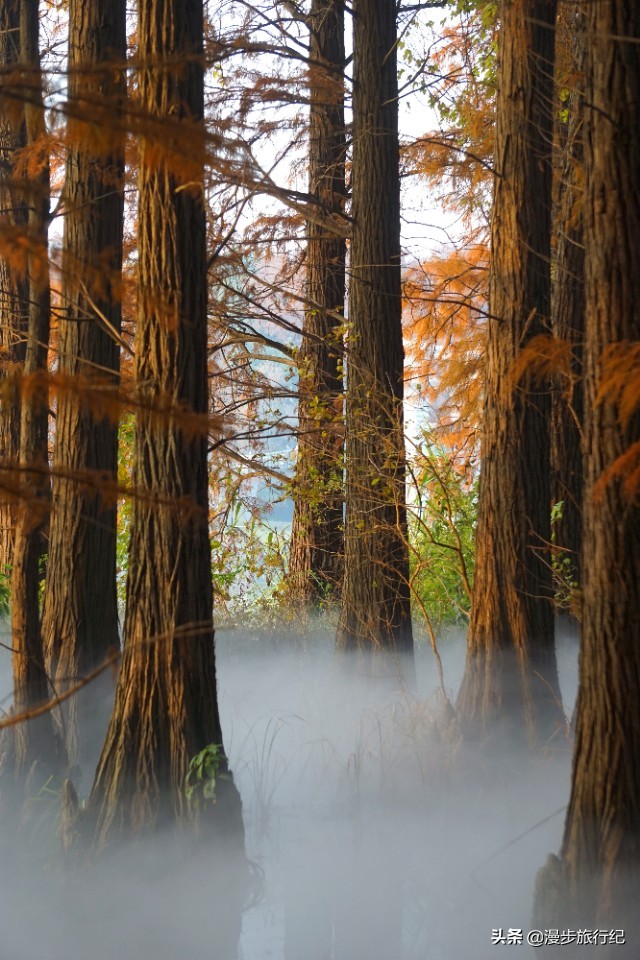 绝美东湖杉，梦幻落雁岛，这样的东湖怎能不爱？