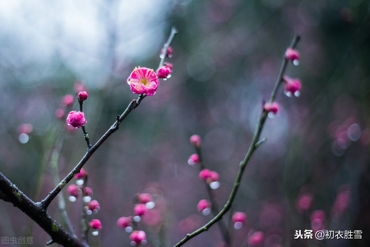 二十四番花信风之小寒梅花，花信风从何处来，水边探得一枝开