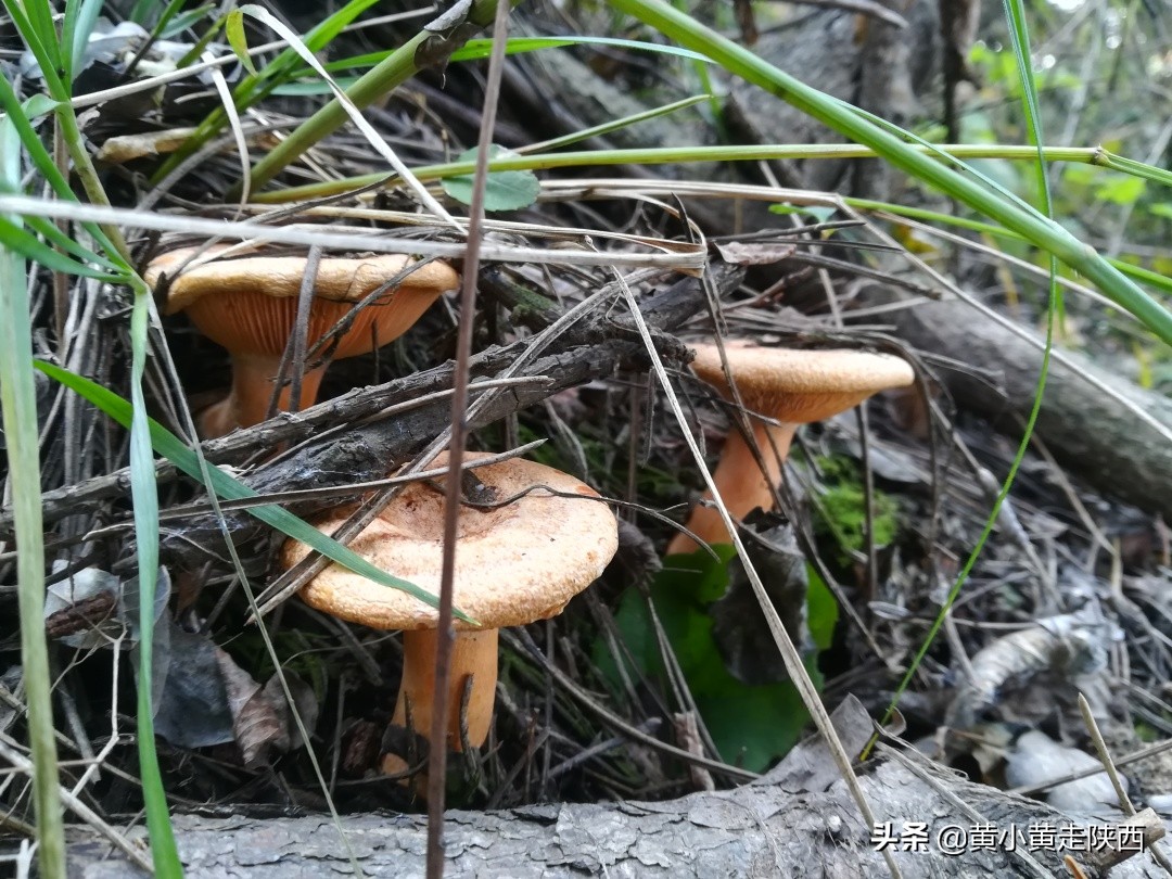 秦岭穿越走错路，意外发现不为人知的风景，这样的秦岭你见过吗