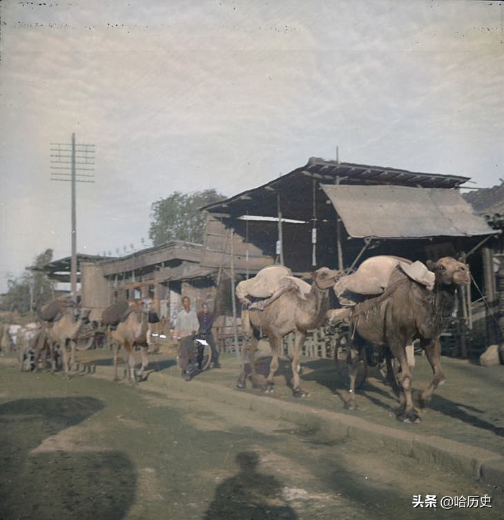 老照片：1935年北平，驼队清晨穿行大街，西方游客浏览孔庙