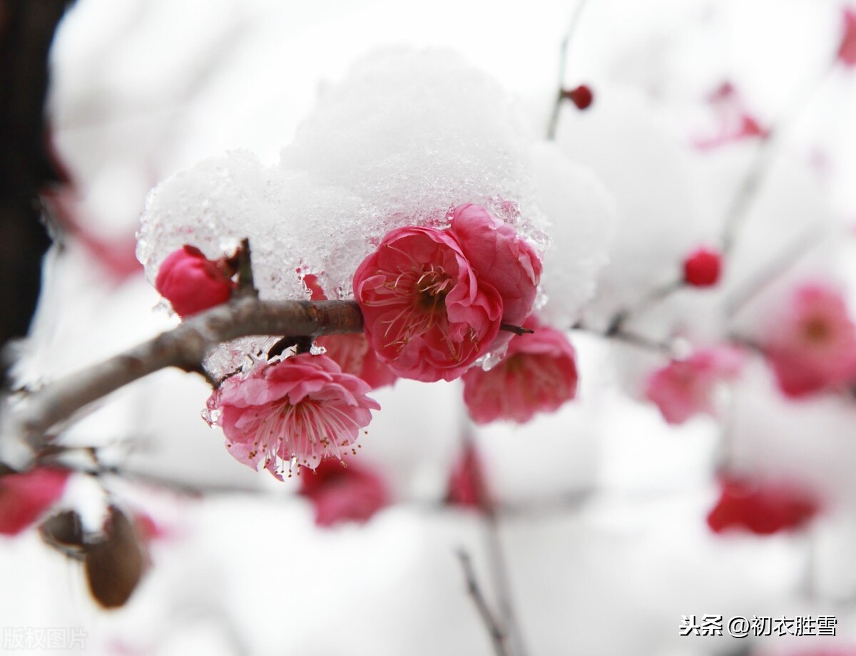 臘前梅雪古詩6首:臘前三白兆豐年,寵光並與梅花新