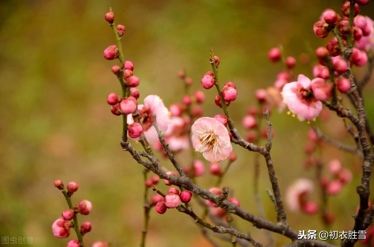 梅花的约定：明月梅花约共看，归期已负梅花约