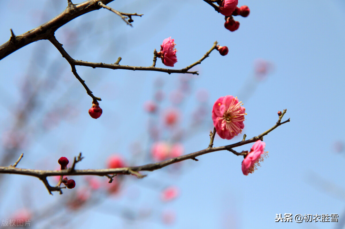 二十四番花信风之小寒梅花，花信风从何处来，水边探得一枝开