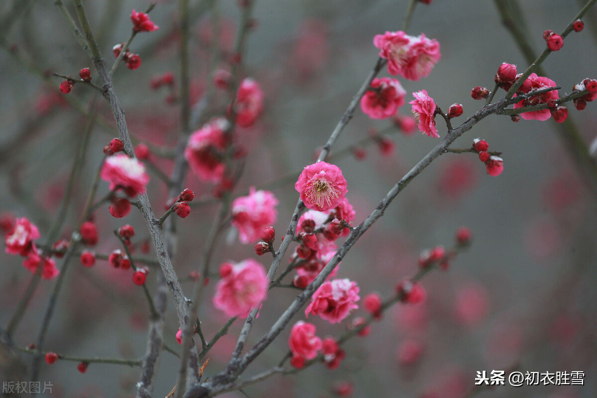 古诗中的元旦8首，试题新贴纪新年，多折梅花供老天