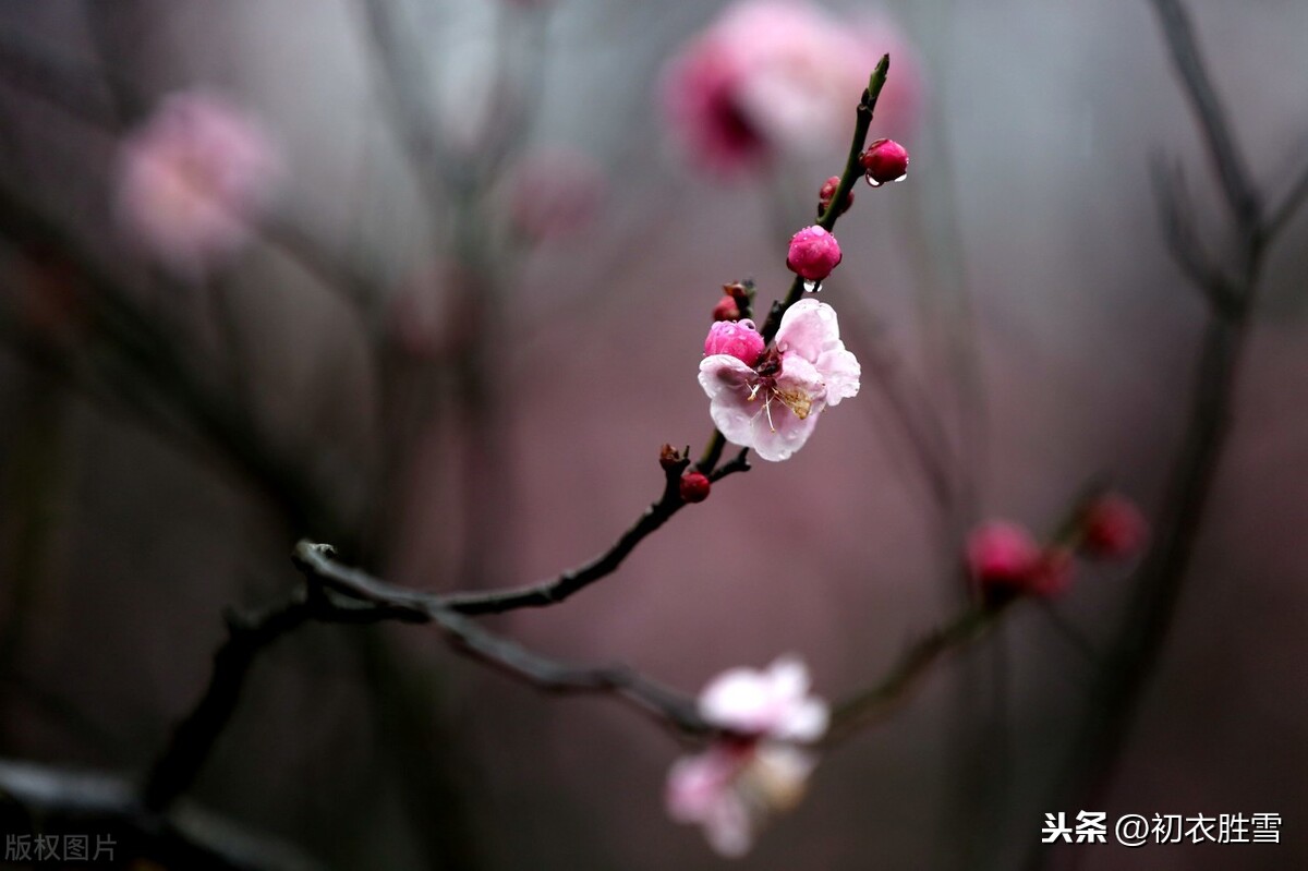 二十四番花信风之小寒梅花，花信风从何处来，水边探得一枝开