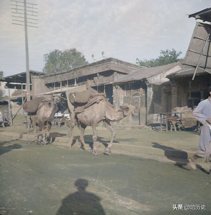 老照片：1935年北平，驼队清晨穿行大街，西方游客浏览孔庙