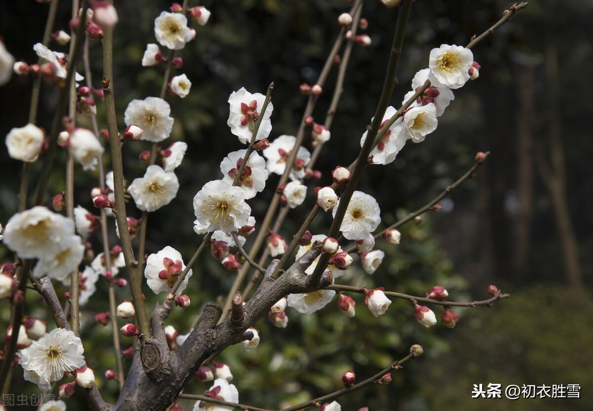 看梅还看梅花树：那里烟村，有个梅花树