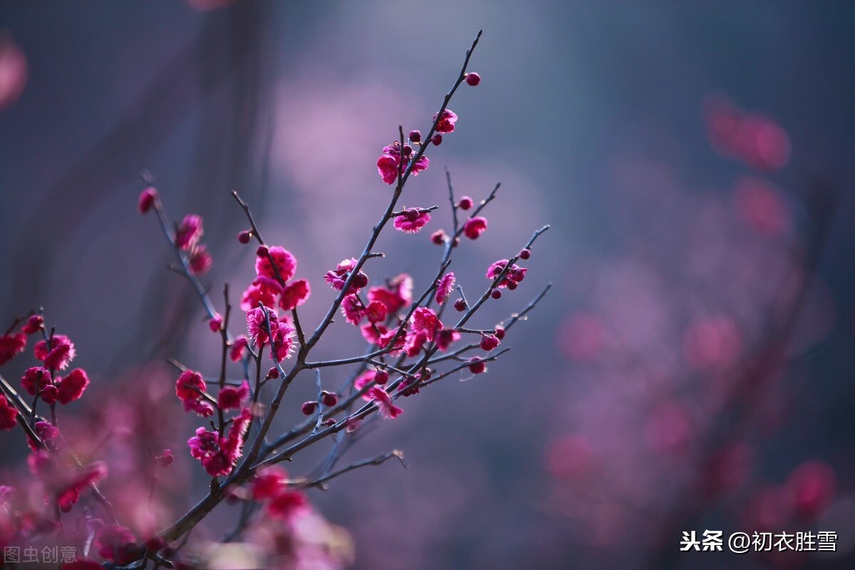 红楼梦四首红梅花，冻脸有痕皆是血，是曹雪芹的伤花怒放