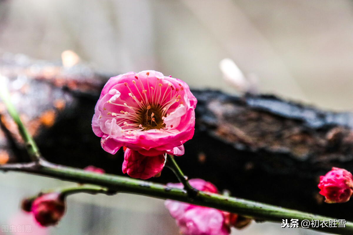 红楼梦四首红梅花，冻脸有痕皆是血，是曹雪芹的伤花怒放