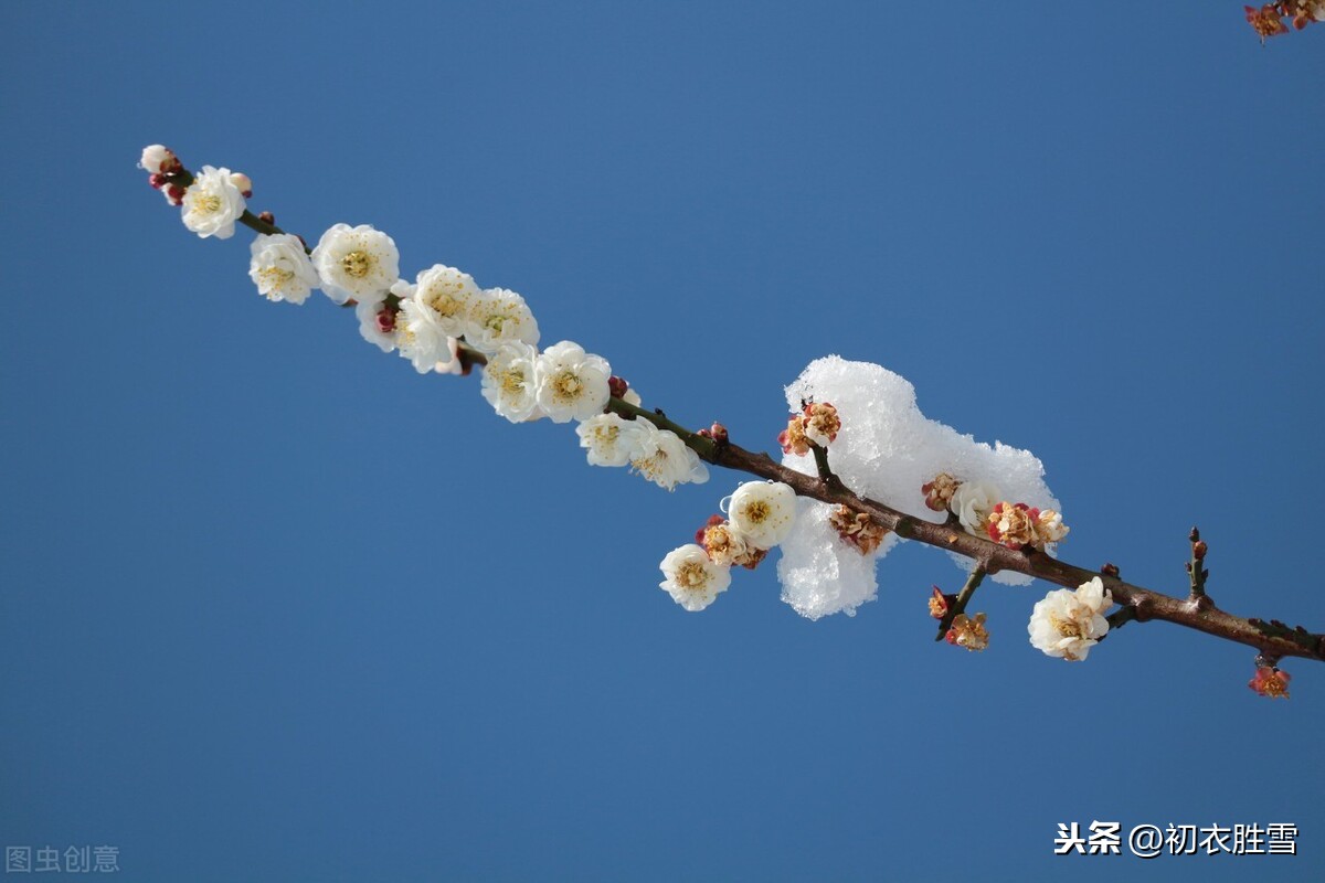 韩偓明丽梅花两首：梅花不肯傍春光，自向深冬著艳阳