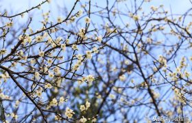 唐诗五言早春梅花五首：看花识梅早，乡思满南枝