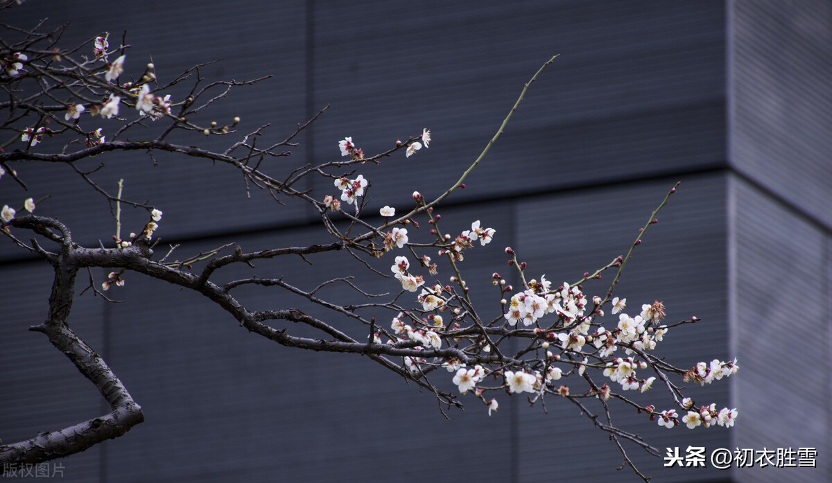 清朝梅仙顾太清的梅花梦：明月下，见梅花，梅花万树影交加