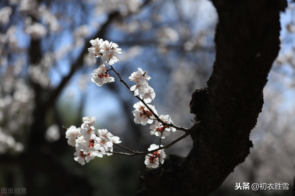 纳兰性德一首梅花词，滴损苍烟玉一条，到底是什么意思？