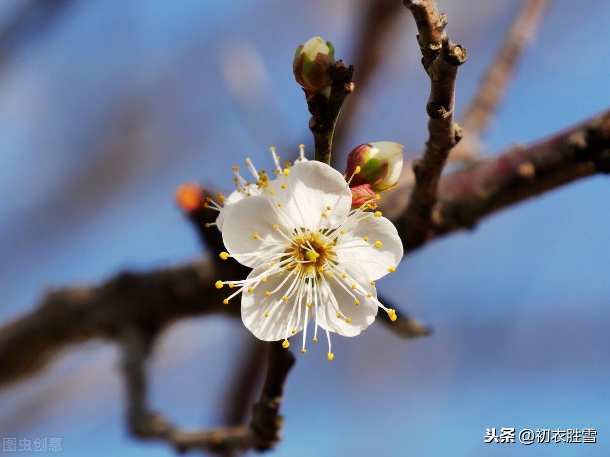 诗词中的梅花笑五首，粲然一笑亦何奇，结得梅花一笑缘