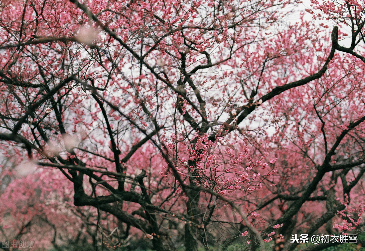 看梅还看梅花树：那里烟村，有个梅花树