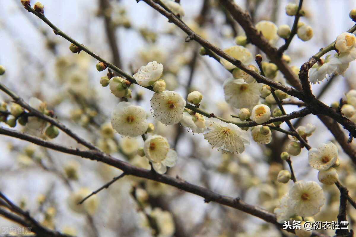 看梅还看梅花树：那里烟村，有个梅花树