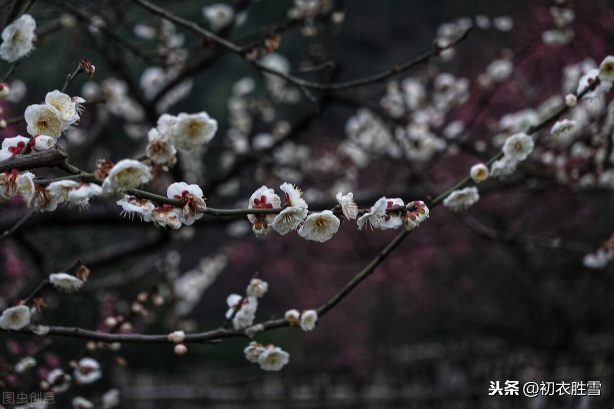 清朝梅仙顾太清的梅花梦：明月下，见梅花，梅花万树影交加