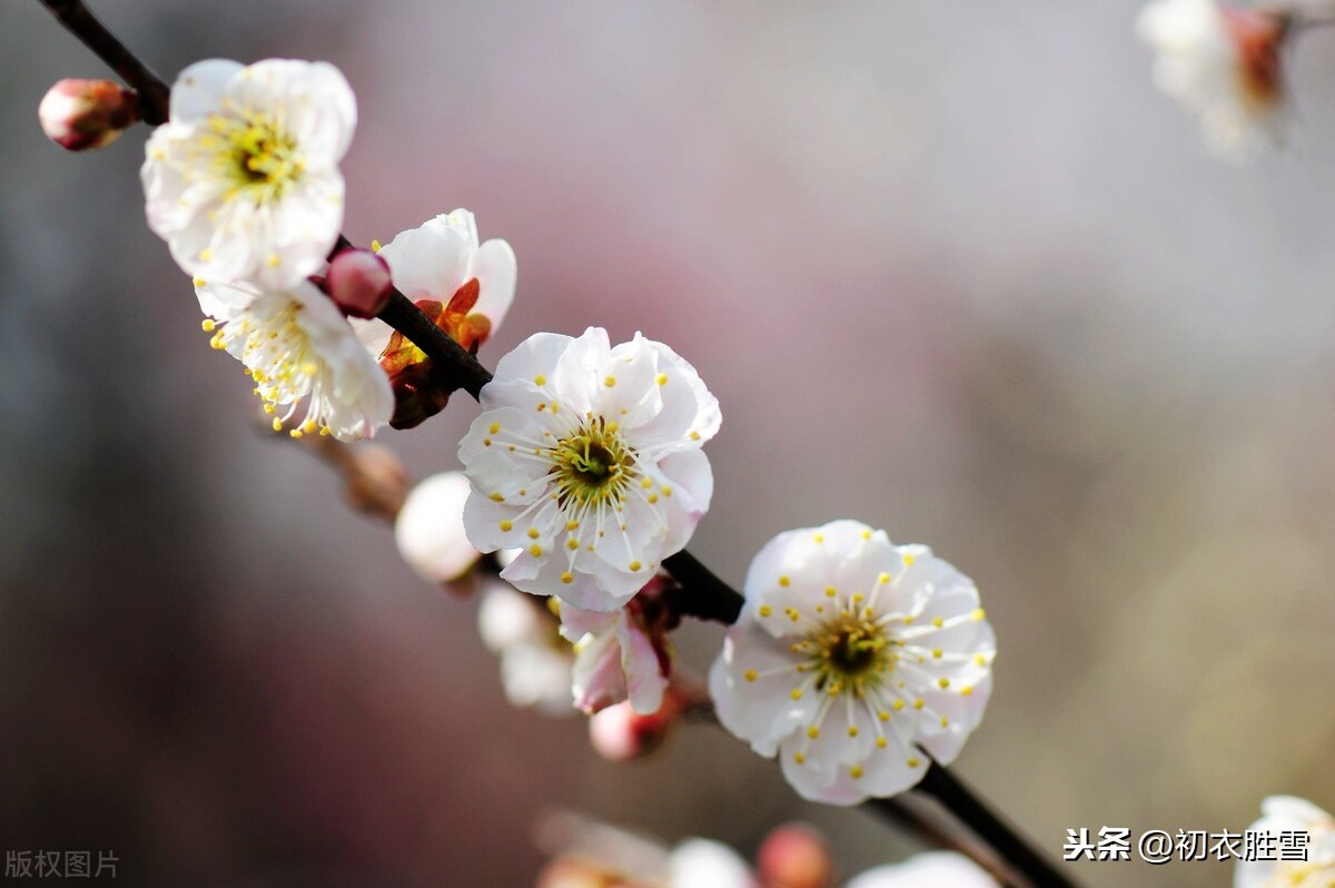 梅花丽句赏读：惟三更月其知己，此一瓣香专为春