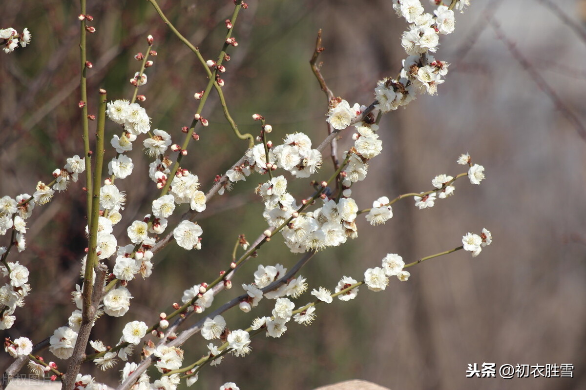 清朝梅仙顾太清的梅花梦：明月下，见梅花，梅花万树影交加