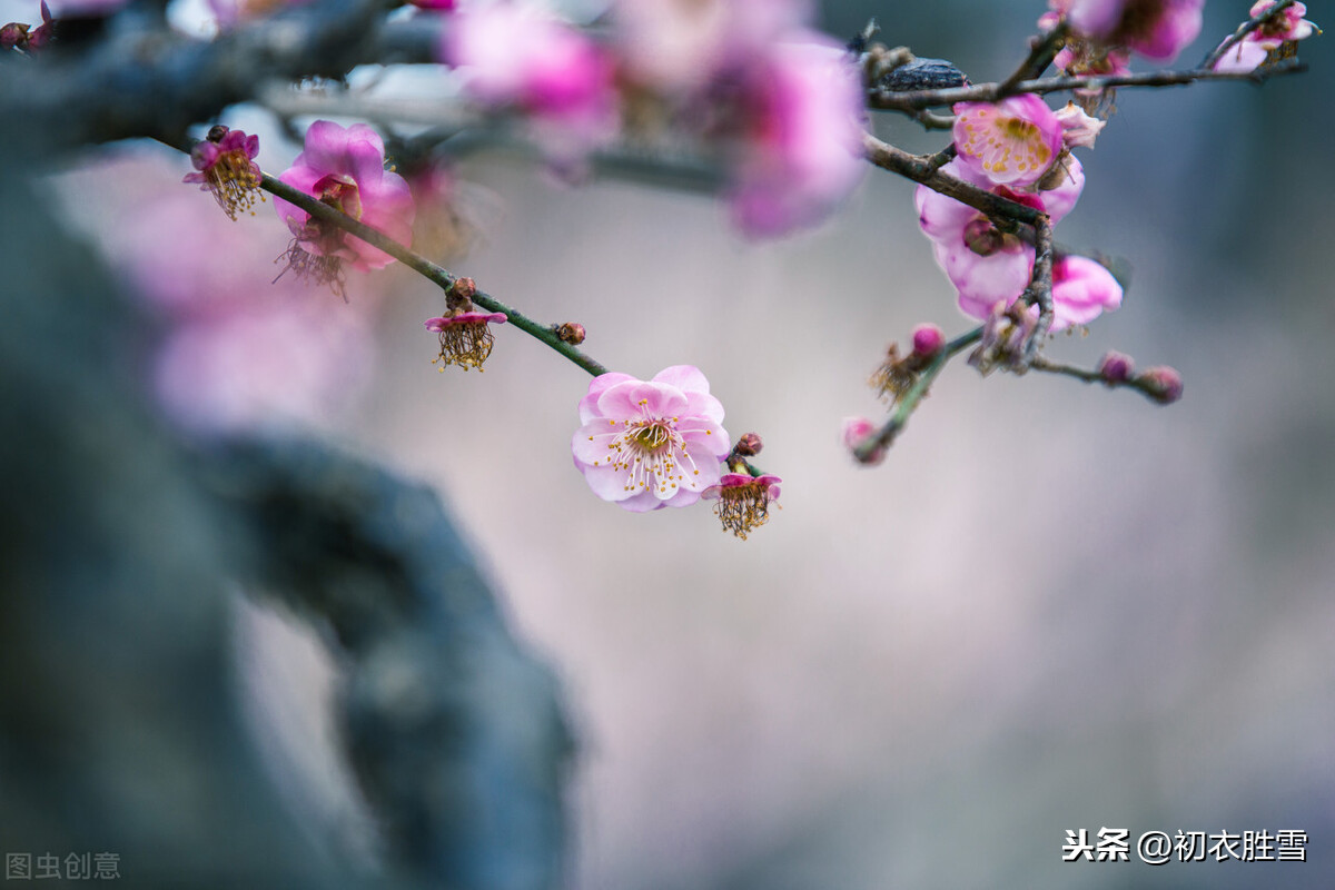 朱敦儒梅花三首，从古涧一枝梅的清奇，到一任梅花做雪飞的颓丧