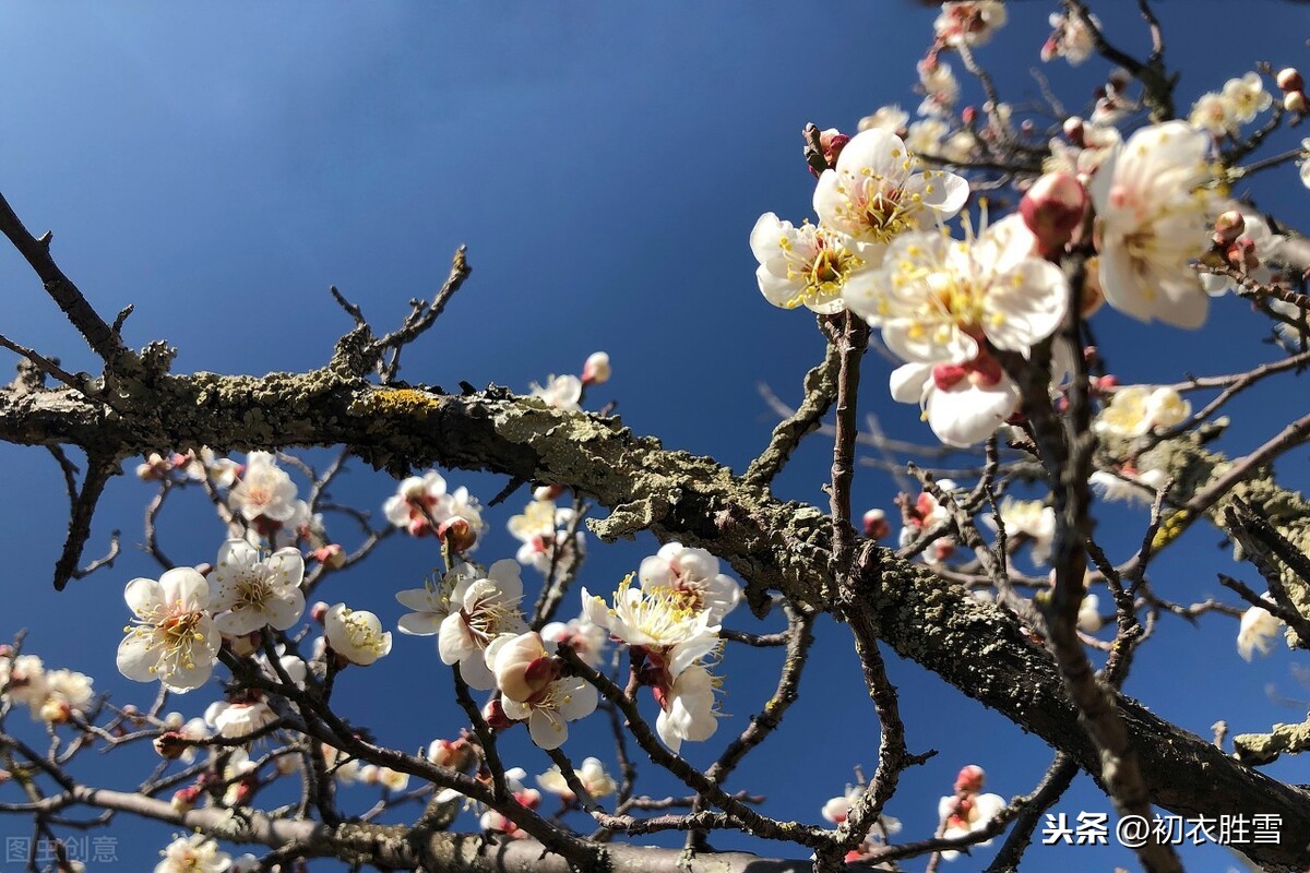 清朝梅仙顾太清的梅花梦：明月下，见梅花，梅花万树影交加