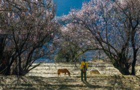 桃花就要开了，这5个火爆抖音的桃花旅行地，你都去过几个？