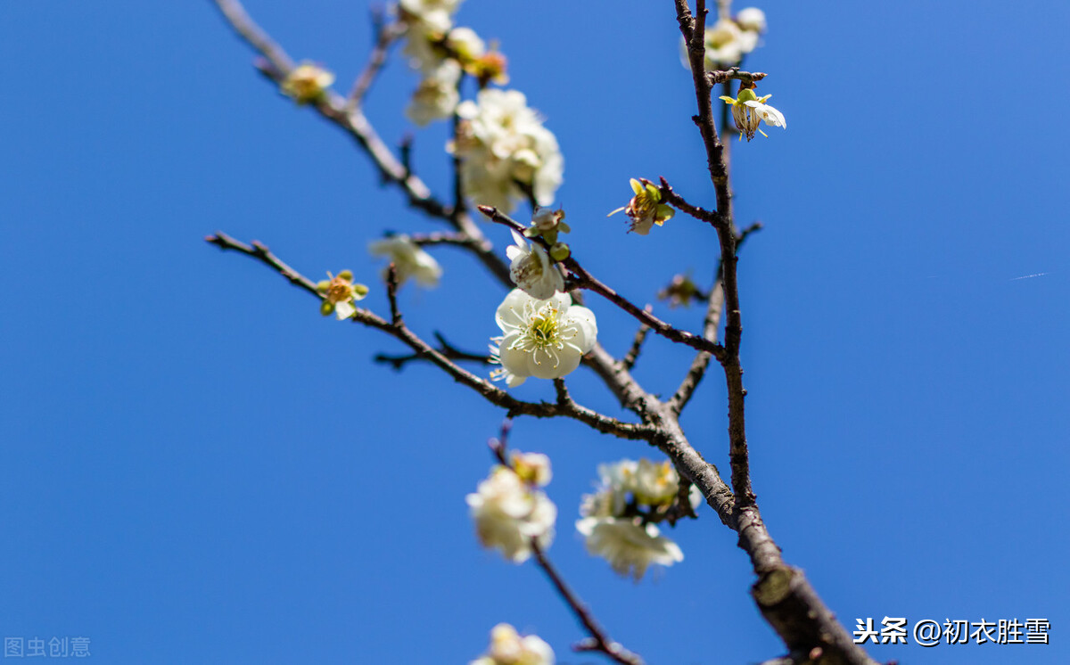 韩偓明丽梅花两首：梅花不肯傍春光，自向深冬著艳阳