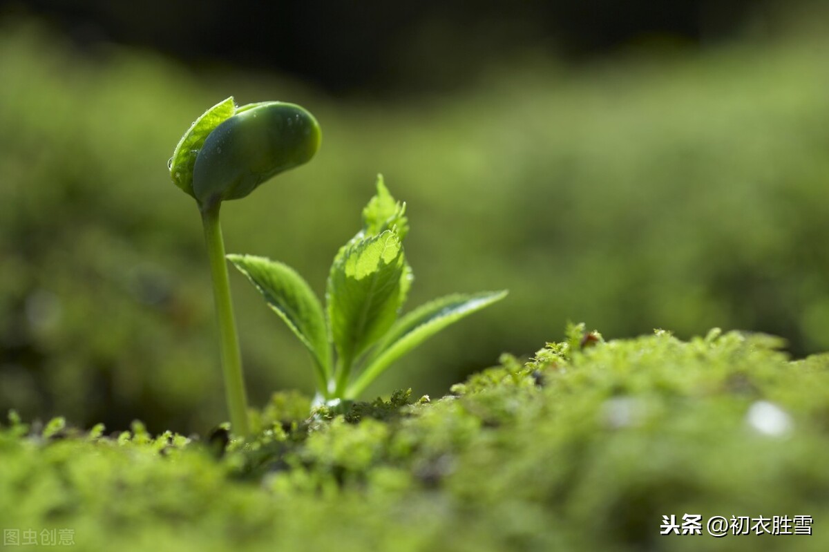 二十四节气之立春正月节，一二三四五六七，万木生芽是今日