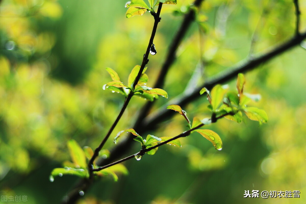 五言唐诗里的春雨四首，幂幂敛轻尘，濛濛湿野春