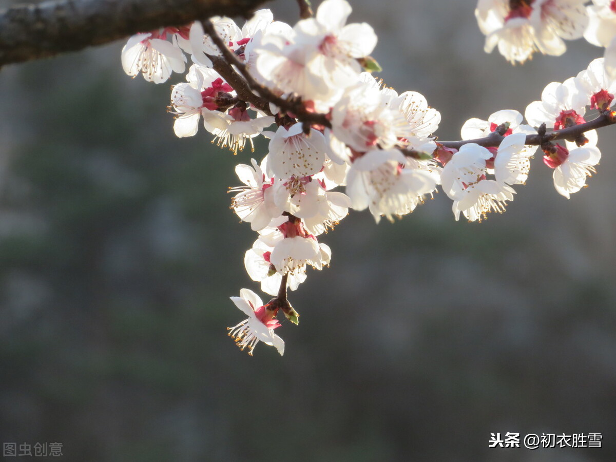 江城五月落梅花，谈谈从汉朝到唐朝，诗词中梅花落的含义和演变