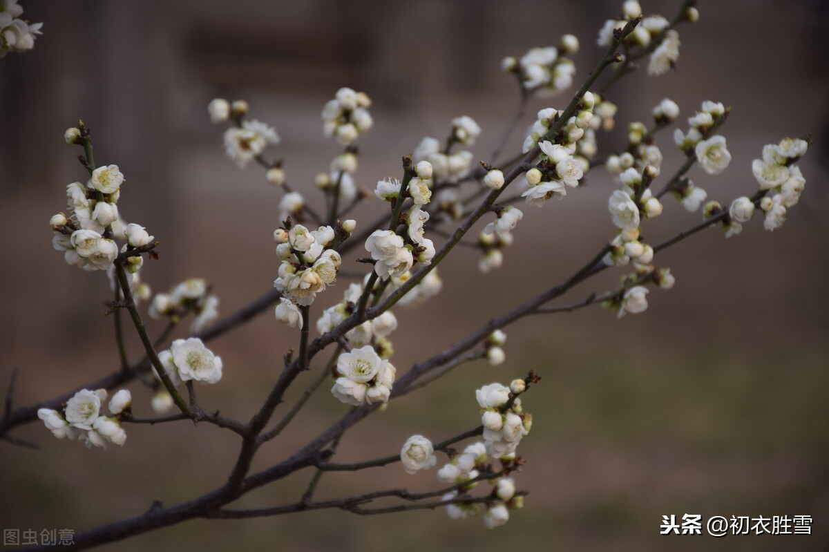 清朝梅仙顾太清的梅花梦：明月下，见梅花，梅花万树影交加